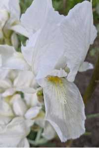 Iris alb - 10 lei