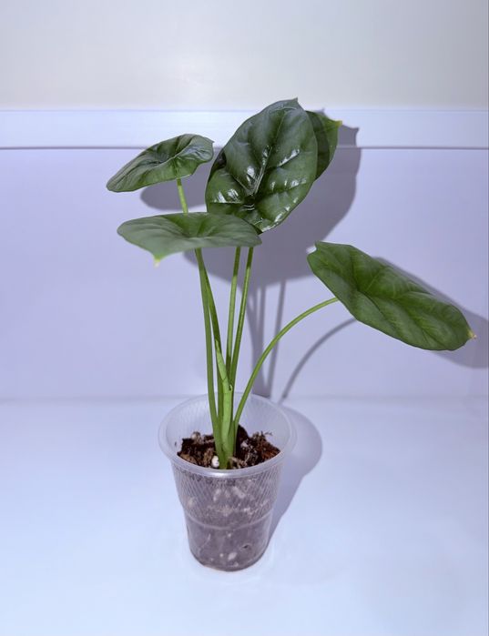 Алоказия, комнатные растения, комнатные цветы