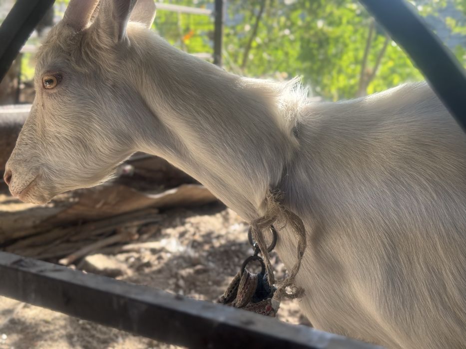 Echki 2 litr suti bor kuniga rassiya echkisi