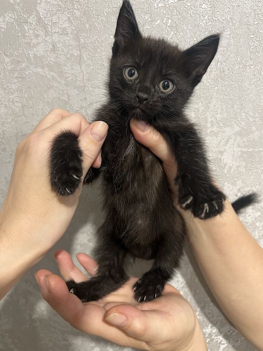 Котята ищут дом! Осторожно: крадут сердца и тапки