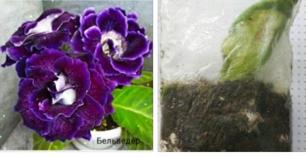 Укоренные листочки глоксиний с ростками.