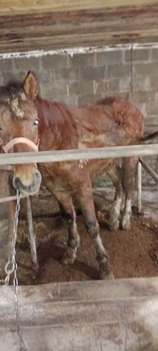 Продам 2 жеребцов