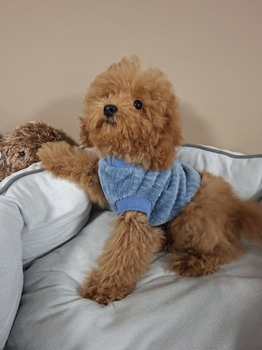 Мини  Момченце / Родословие Три Ваксини