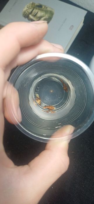 Клубни алоказий полли и бамбино