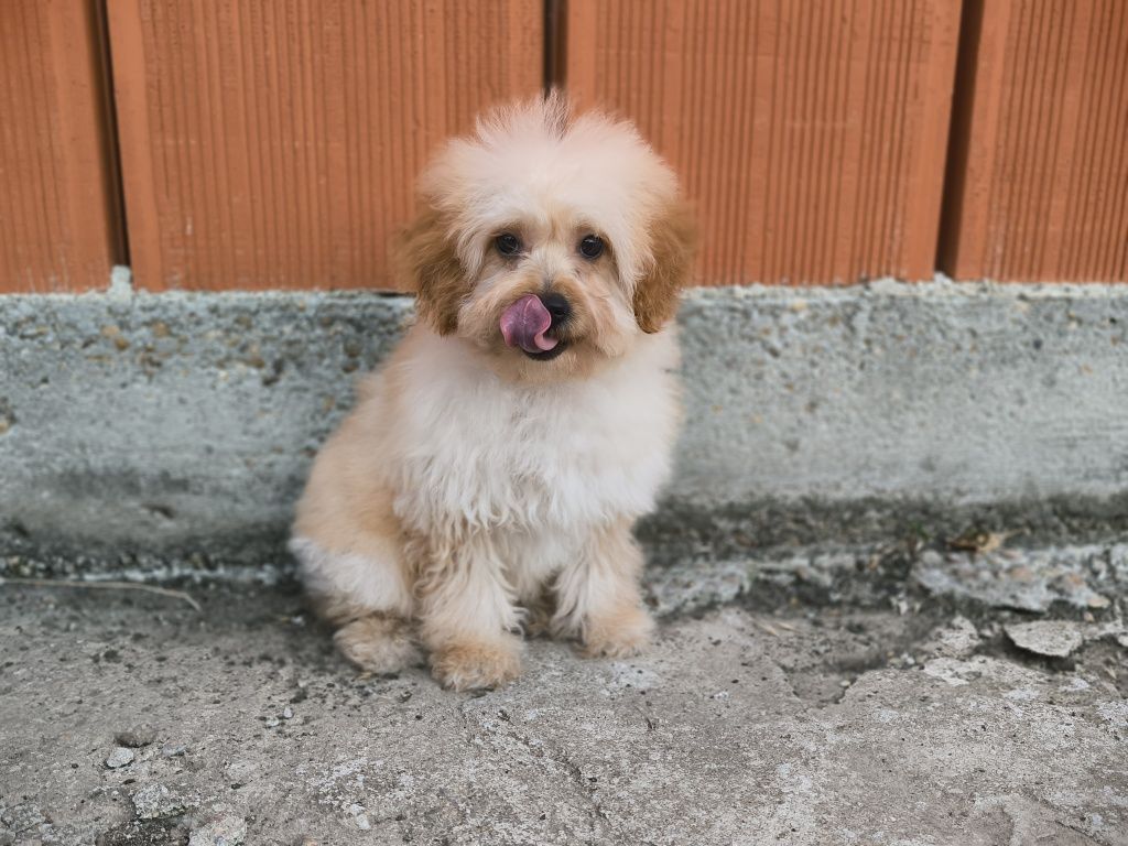 Vand fetita Goldendoodle mini