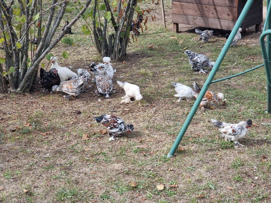 Бреговска джинка