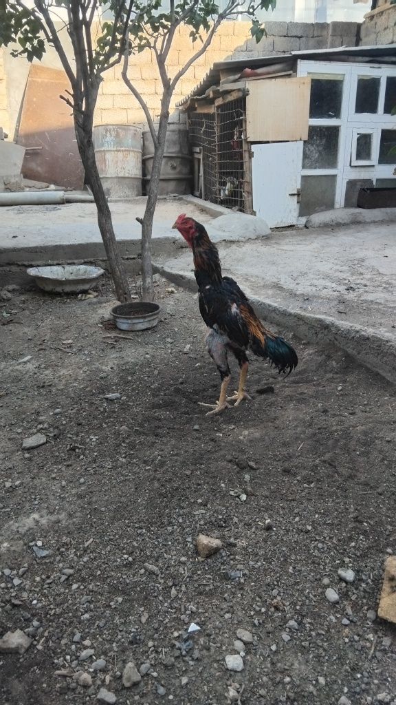 Dakan xoroz sotiladi