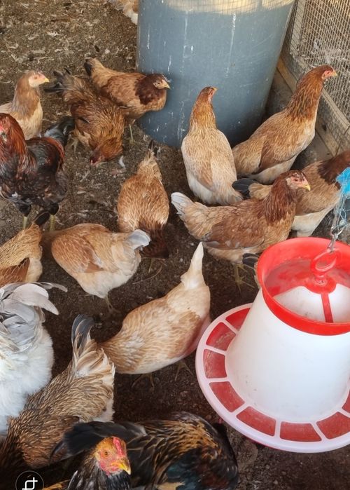 Cocoși și găini cu ouă verzi