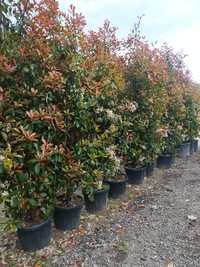 Vând Photinia tufă talie mare