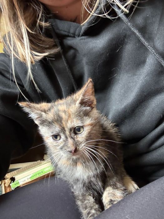 Pui de pisica pentru adoptie