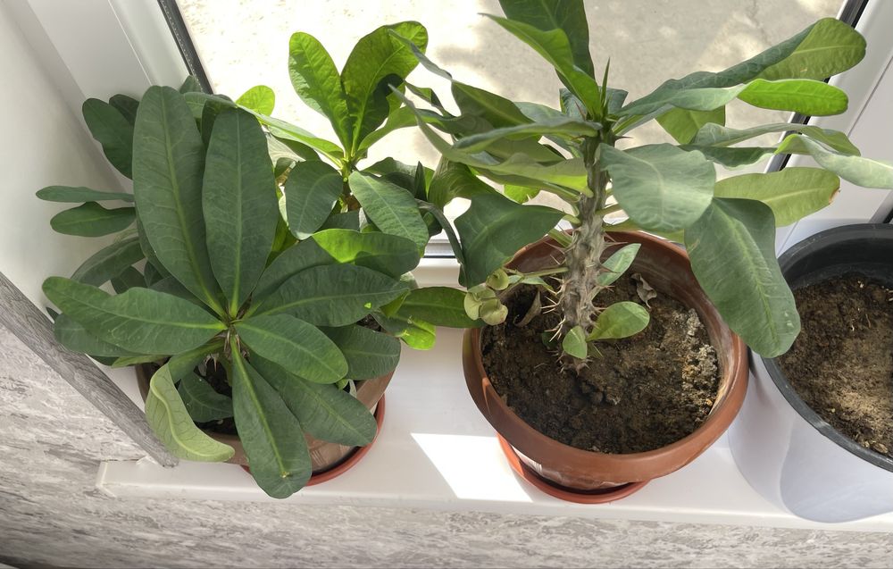 Продаётся цветы.