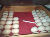 Инкубационное Яйцо кур Парцелян (Сусекс)