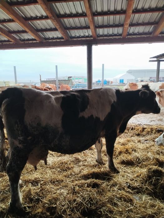 Vând vaca bălțata românească