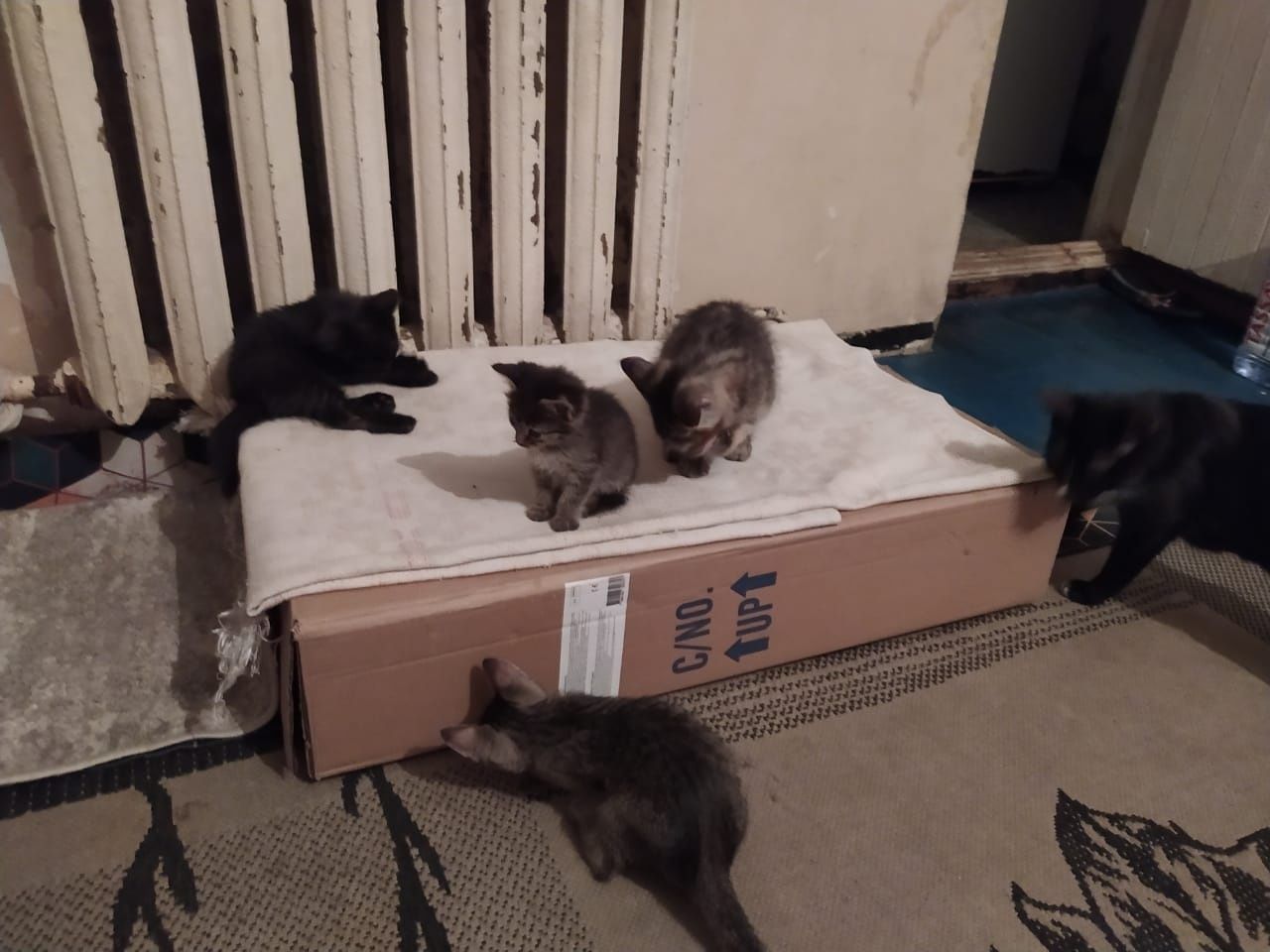 Котята маленькие