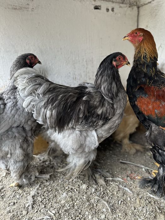 Disponibila pereche de brahma albastru