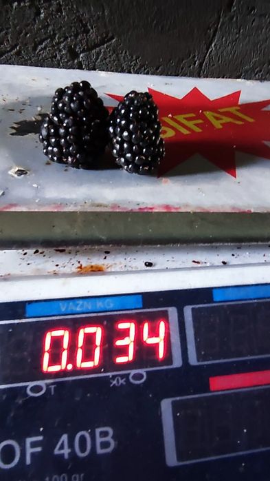 Саженцы Ежевики сорт "Натчес"