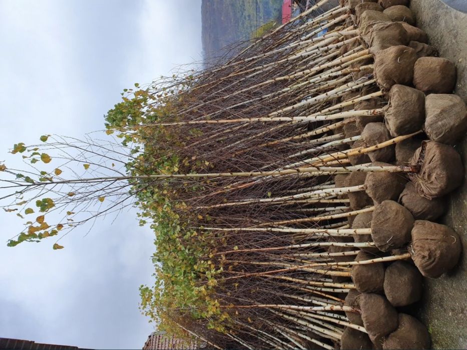 Plante ornamentale de orice specie