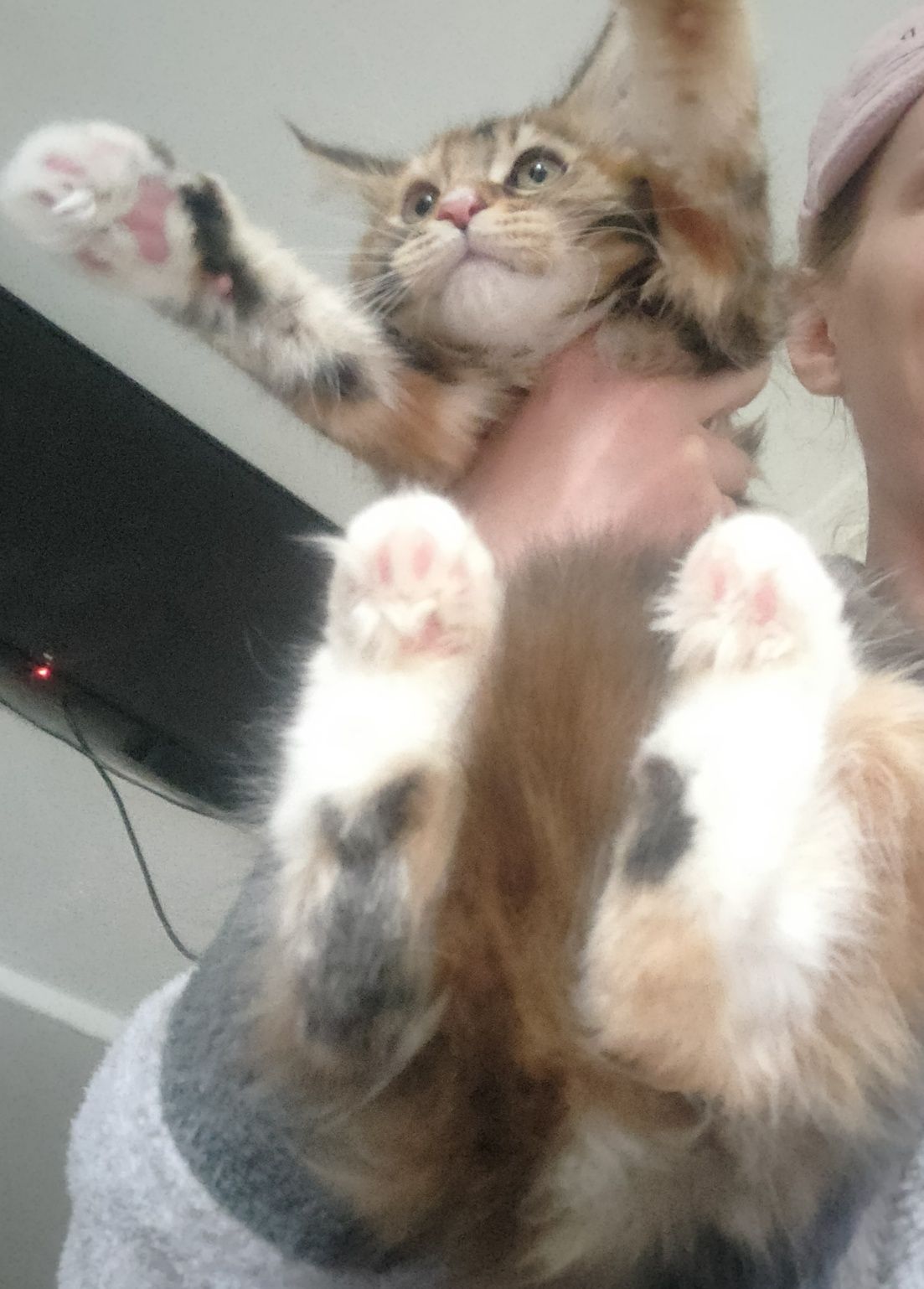 Puișor Maine Coon