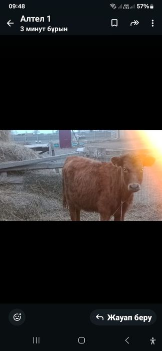 Бір жаста қашар бұқа 280000