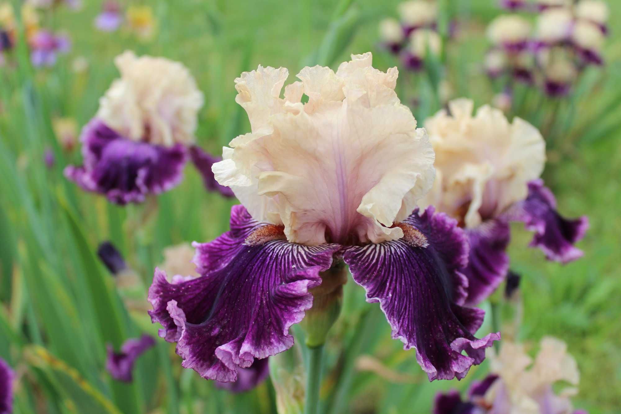 Сортови   ириси (iris beadrded)