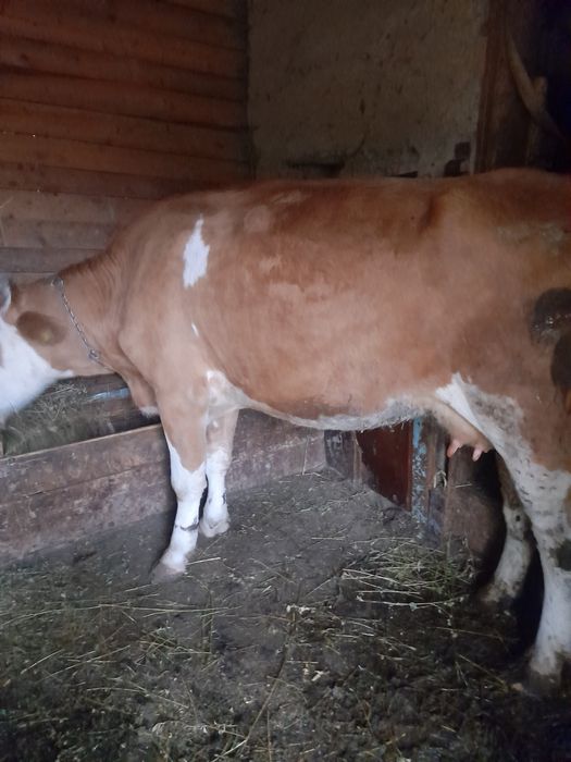 De vânzare vaca!