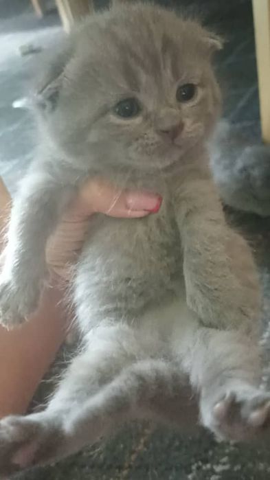 Скотиш страйт и фулд