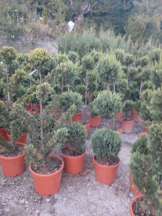 Vindem tuia brazi mesteacăn tei platan stejar frasin etc