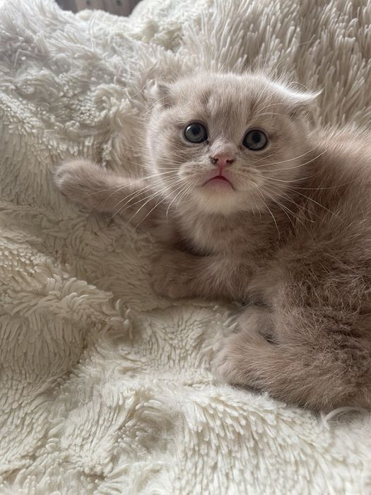 Вислаухие Котята Скотишфолд