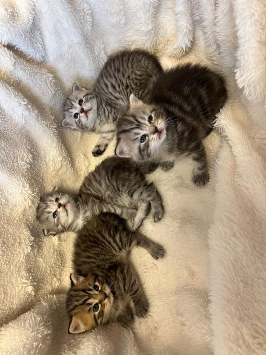 Шотландские котята