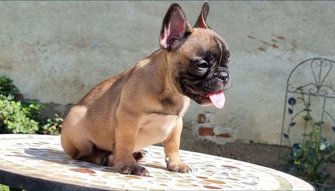 Bulldog francez femela pedigree