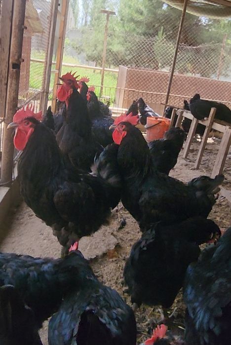 1 HAFTALIK QORA SHAXZODA zotini JO‘JALARI sotiladi Кора Шахзода цыпята