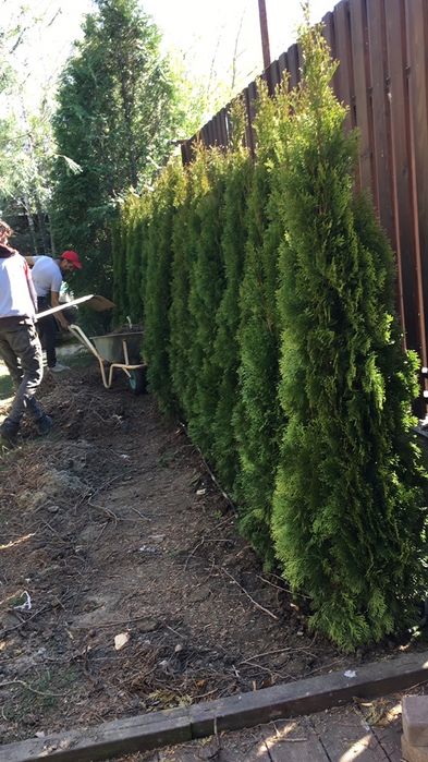 Tuia Smarald/ Leylandy chiparos