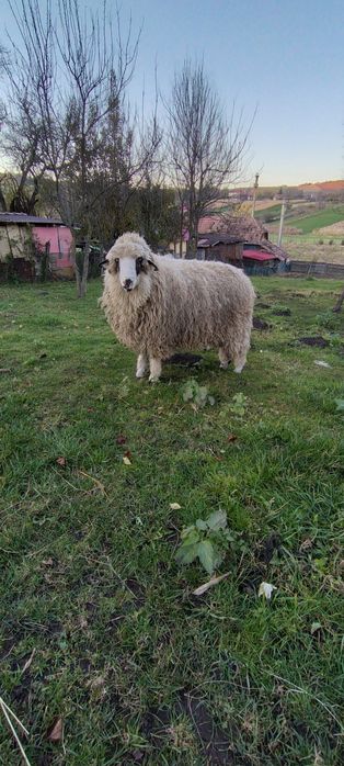 Vind berbecuț din primăvară.