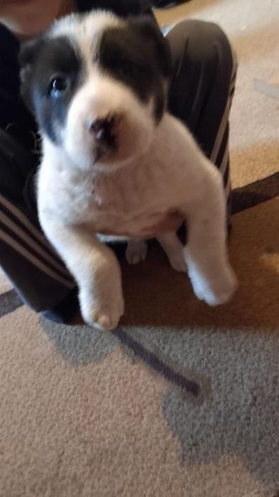 Алабай щенок, 2 месяца