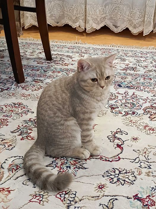 Котенок Британский Скотиш 6 месяцев
