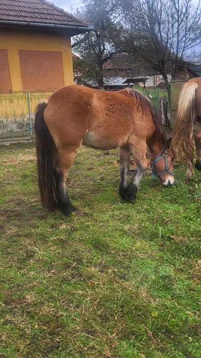 Vând mânză de 2 ani