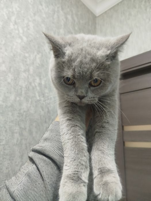 Зоти тоза мушук страйт парода