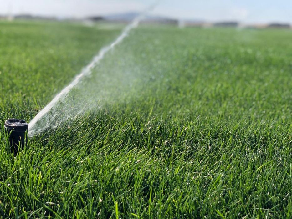 Дерн/Газон спортивный