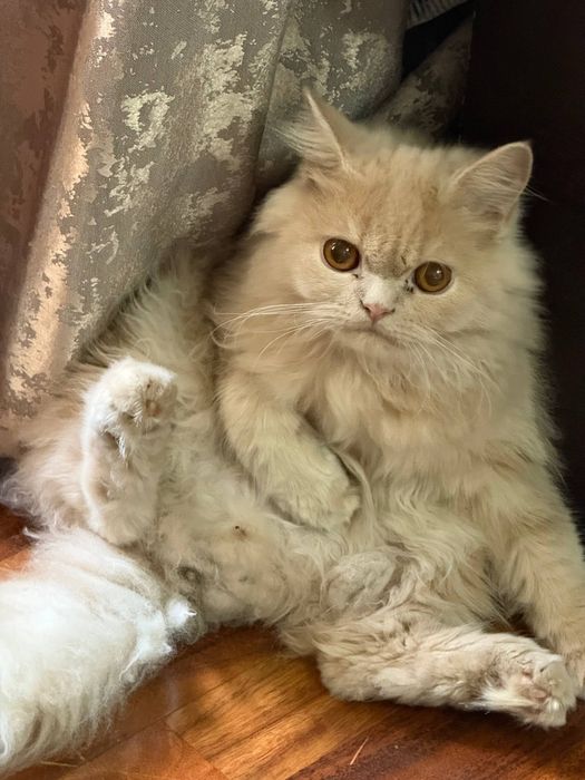 Вязка персидский кот
