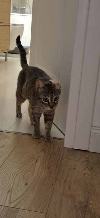 Adoptie pisica/pisicuta