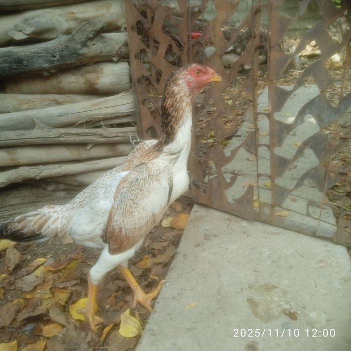 Дакан товук сотилади