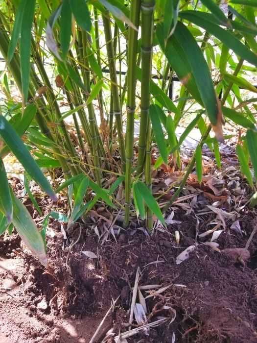 Бамбук студоустойчив