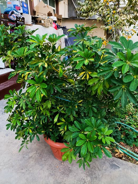 Gullar гуллар цветы