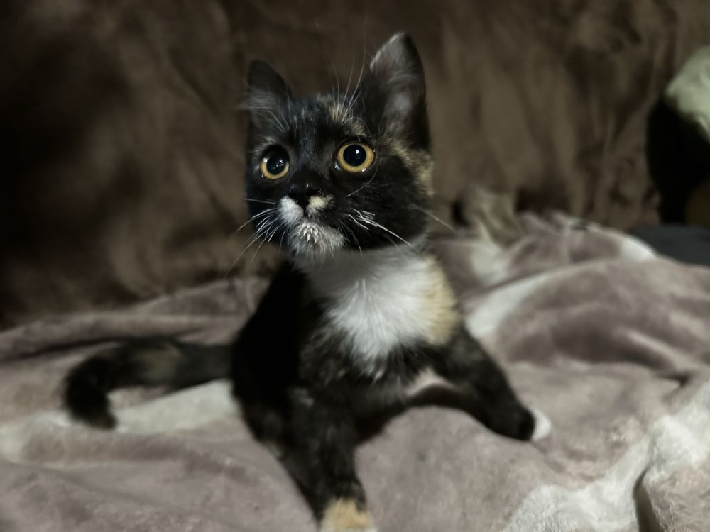 Отдам котят 4 месяца