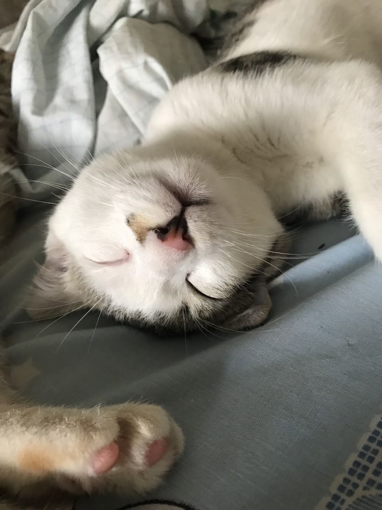 Отдаем котят в хорошие руки
