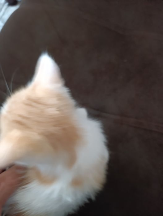 Otdam zadarom koshku ochen zdarovaya i krasivaya