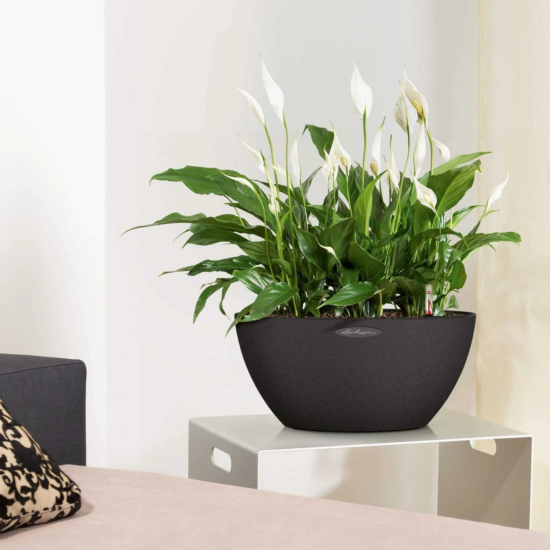 Комнатное растение - (Spathiphyllum ) - Голландский Спатифилум