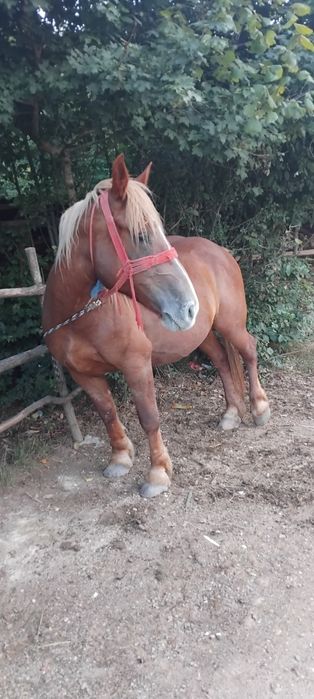 Vând iapa  de 5 ani cu acte