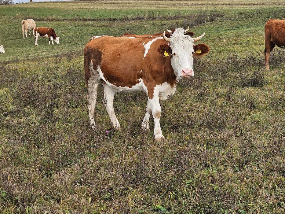 De vanzare 4 juninci 2.5 ani