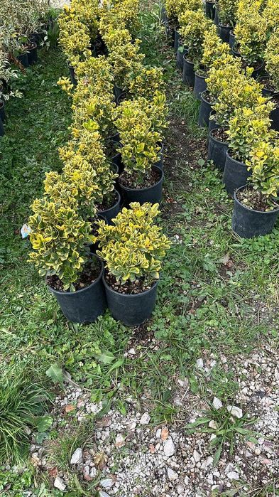 Evounymous oferte de primavara